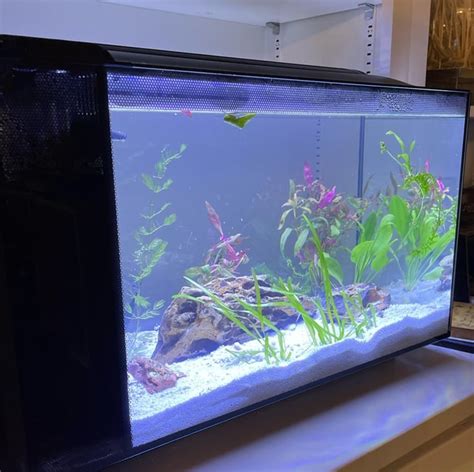 aquarium aqp it.